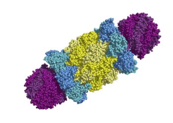 Grafische Darstellung eines Proteasoms