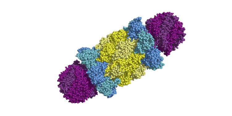 Grafische Darstellung eines Proteasoms