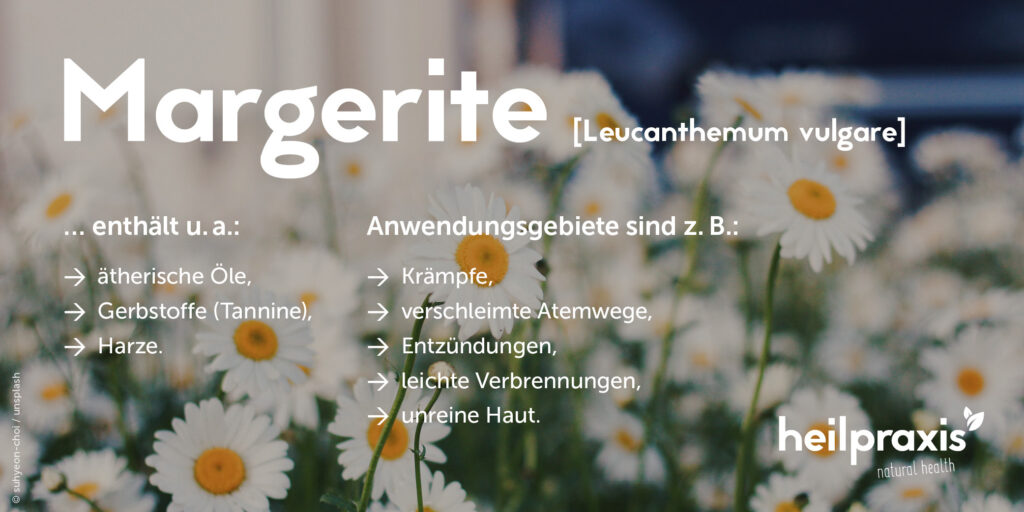 Margerite – Anwendung, Heilkraft, Rezepte – Heilpraxis