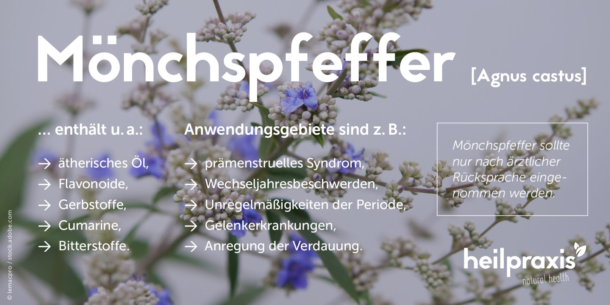 Mönchspfeffer Wirkung, Anwendung und Nebenwirkungen Heilpraxis