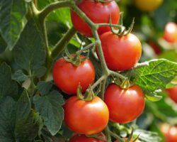 Rote Tomaten am Strauch