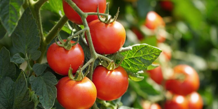 Rote Tomaten am Strauch