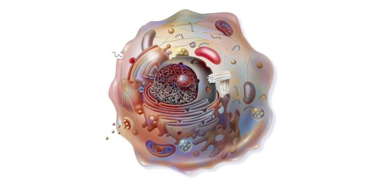 Illustration über den Aufbau einer Zelle.