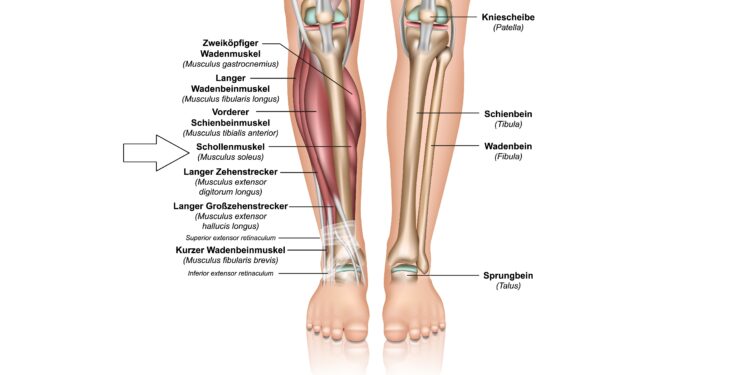 Abbildung der Knochen und Muskeln im Unterschenkel.