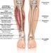 Abbildung der Knochen und Muskeln im Unterschenkel.