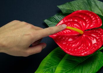 Eine Hand berührt den Blütenstengel einer roten Blüte.