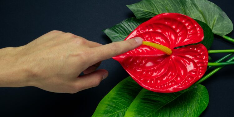 Eine Hand berührt den Blütenstengel einer roten Blüte.