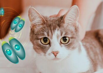 Grafische Darstellung von Toxoplasmose-Parasiten neben dem Bild einer Katze.