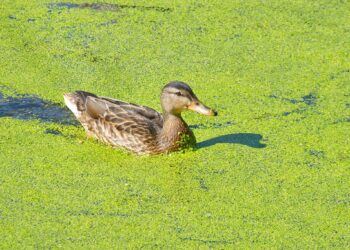 Eine Ente schwimmt zwischen Sumpfpflanzen wie Wasserlinsen