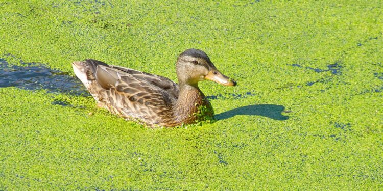 Eine Ente schwimmt zwischen Sumpfpflanzen wie Wasserlinsen