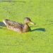 Eine Ente schwimmt zwischen Sumpfpflanzen wie Wasserlinsen