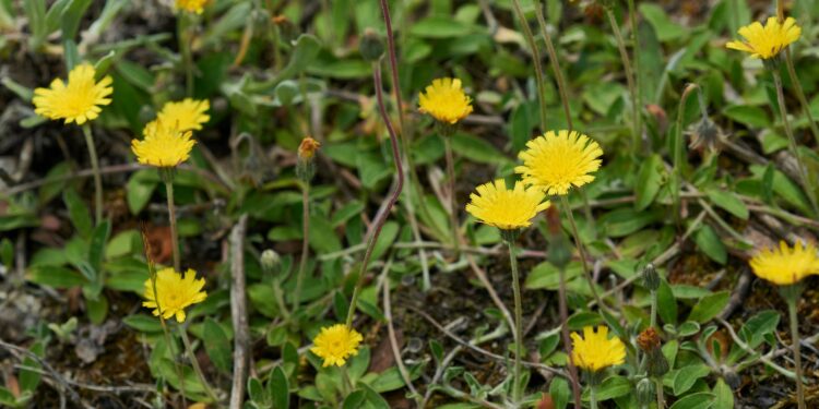 Gelbe Blüten des Kleinen Habichtskrauts vor grünem Hintergrund