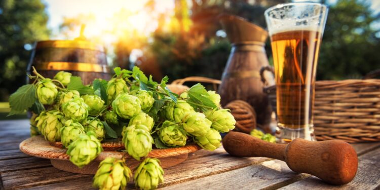 Hopfenblüten liegen neben einem Glas voll Bier auf einem Holztisch.