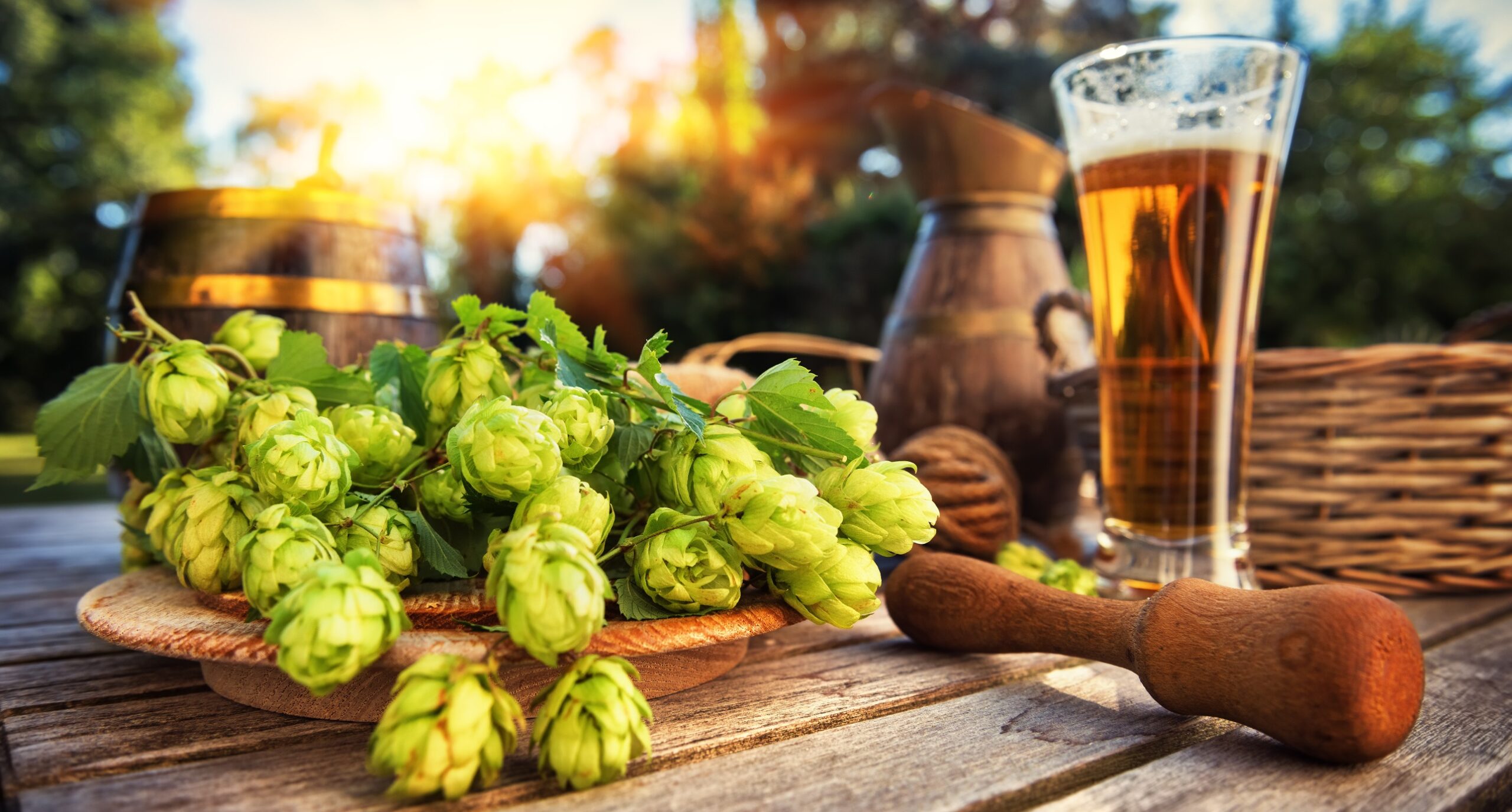 Il luppolo della birra può proteggere dal morbo di Alzheimer, una pratica curativa