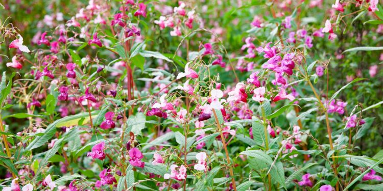 Rosafarbene Blüten und grüne Blätter des Drüsigen Springkrauts in der Natur