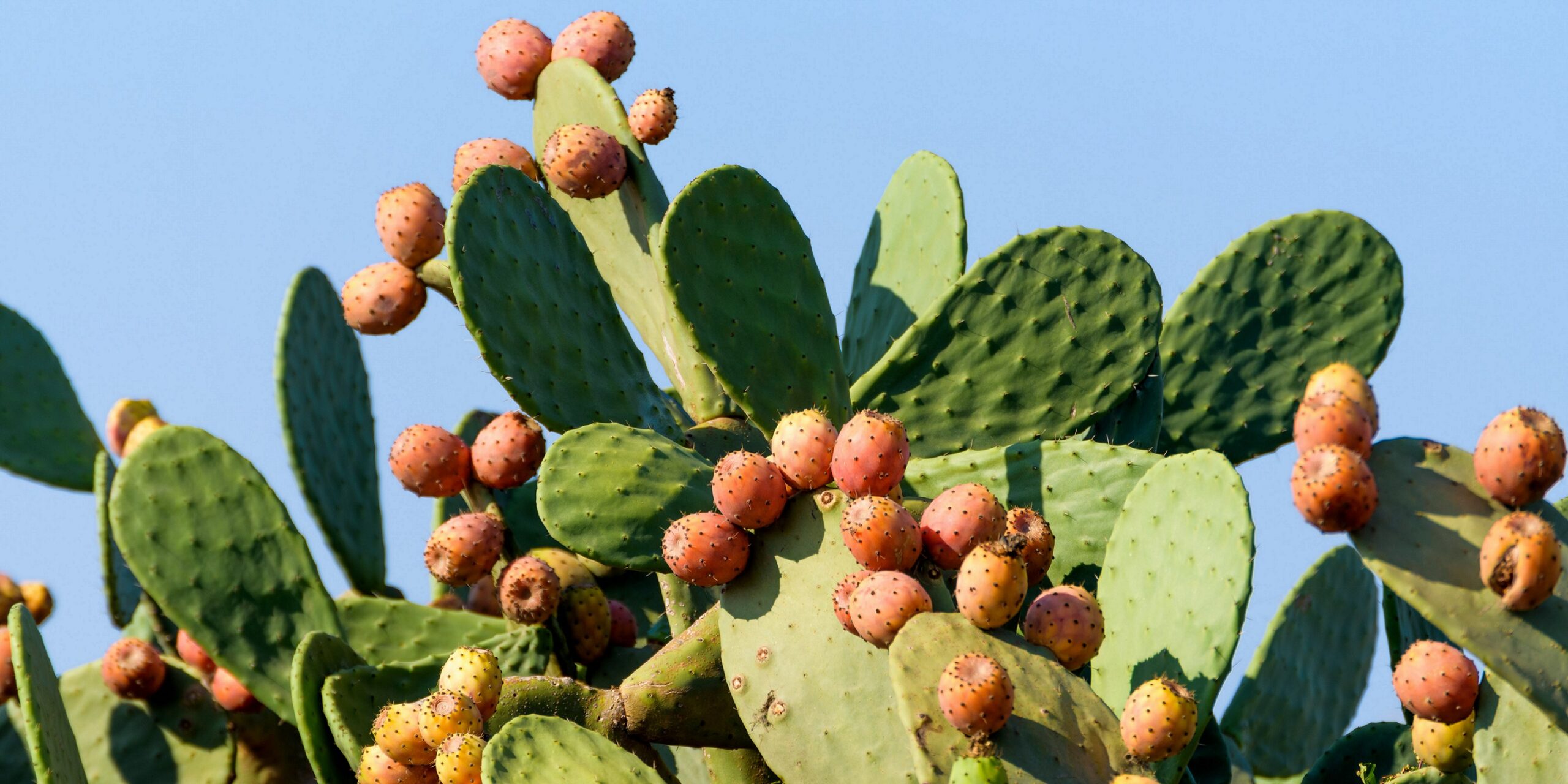 hedera stekken Hedera helix