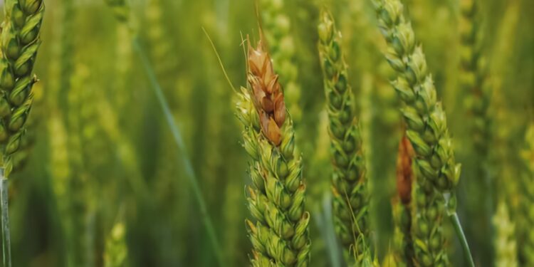 Weizen-Ähren, die von einem Fusarium-Pilz befallen sind.