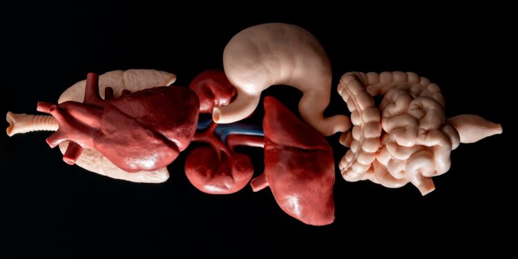 Anatomisches Modell der inneren Organe.