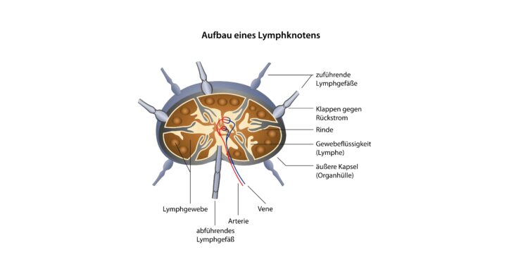 Schaubild über den Aufbau eines Lymphknotens.