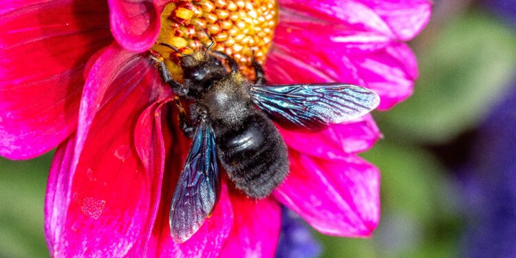 Eine Violette Holzbiene sitzt auf einer Blume.