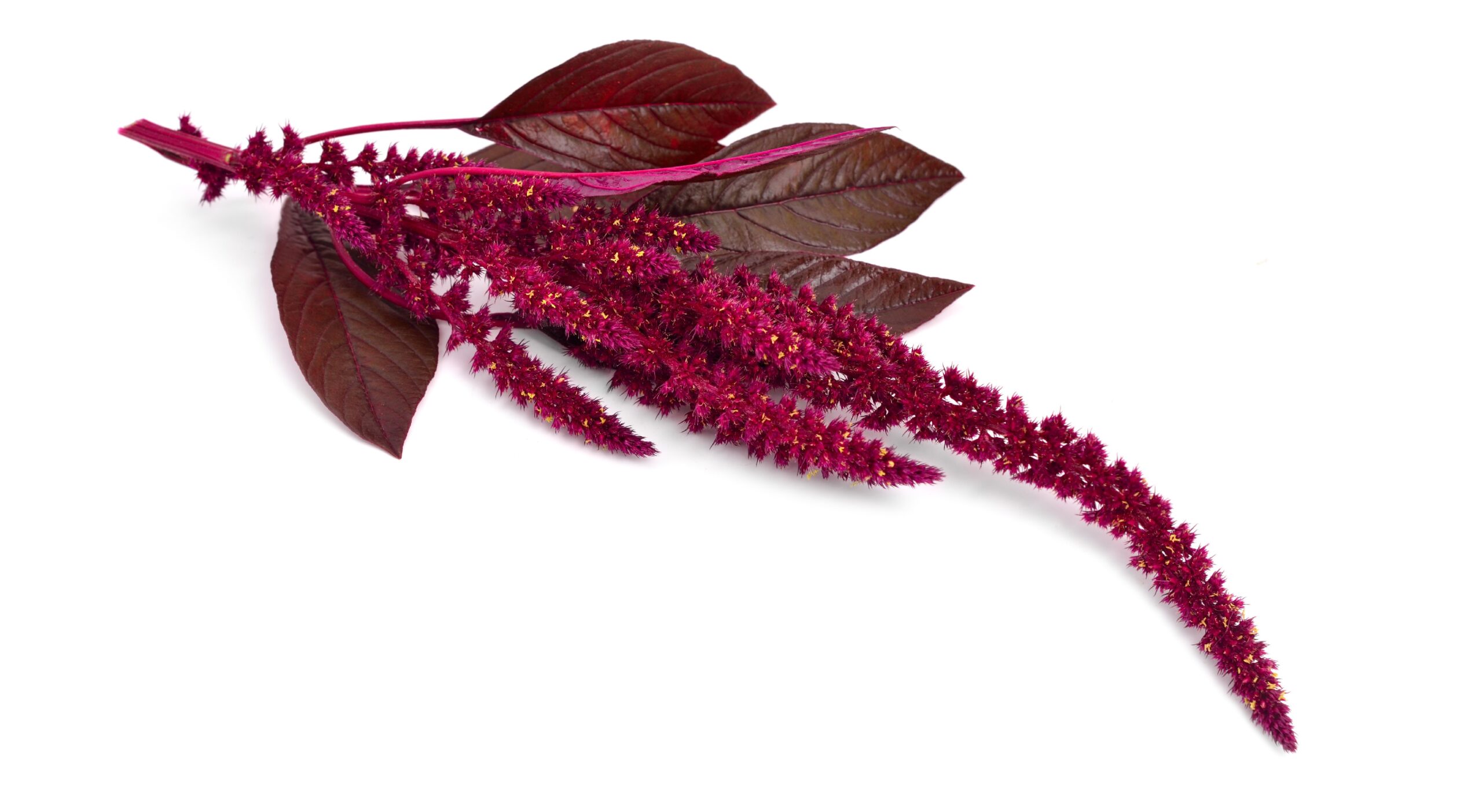 Amaranth as a supplier of natural food coloring – healing practice