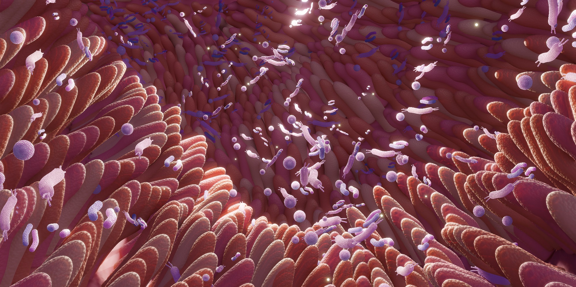 Lupus-Potenzielle-probiotische-Behandlung-identifiziert