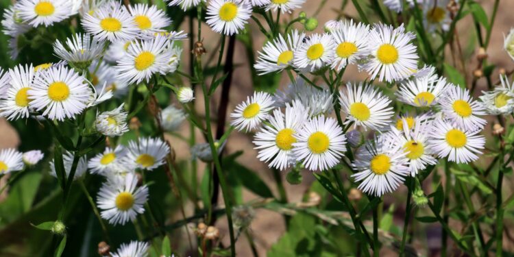 Weißgelbe Blüten und grüne Blätter des Einjährigen Berufkrauts