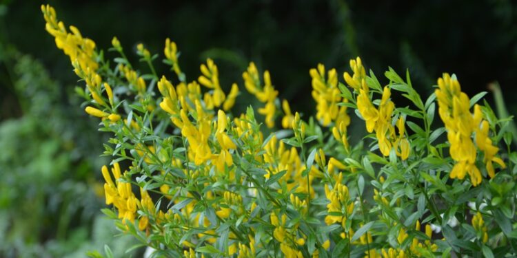 Färber-Ginster mit gelben Blüten