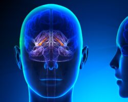 Schematische Darstellung des Hippocampus in zwei Köpfen - von vorne und von der Seite.