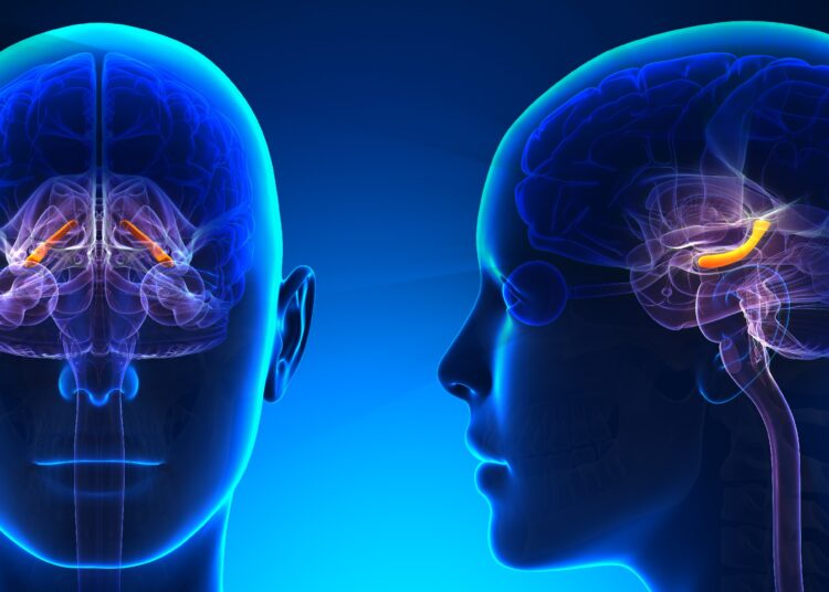 Schematische Darstellung des Hippocampus in zwei Köpfen - von vorne und von der Seite.