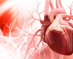 Anatomische Darstellung eines menschlichen Herzens.