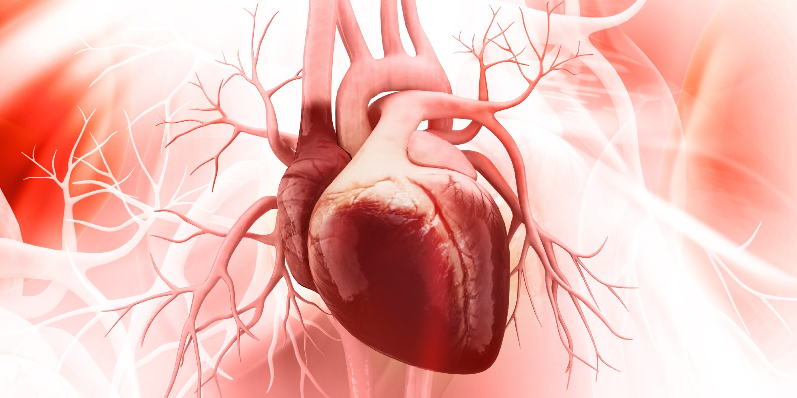 Por qué el corazón envejece prematuramente – Nuevo mecanismo de envejecimiento revelado – Práctica curativa