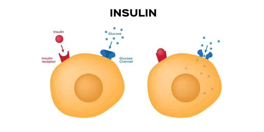 Zu Viel Insulin Im Blut www.heilpraxisnet.de