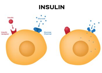Schaubild über die Funktion von Insulin.