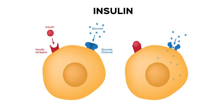 Schaubild über die Funktion von Insulin.