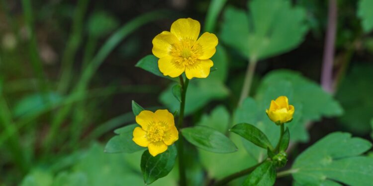 Kriechender Hahnenfuß mit gelben Blüten