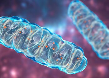 Grafische Darstellung von zwei Mitochondrien.