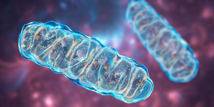 Grafische Darstellung von zwei Mitochondrien.