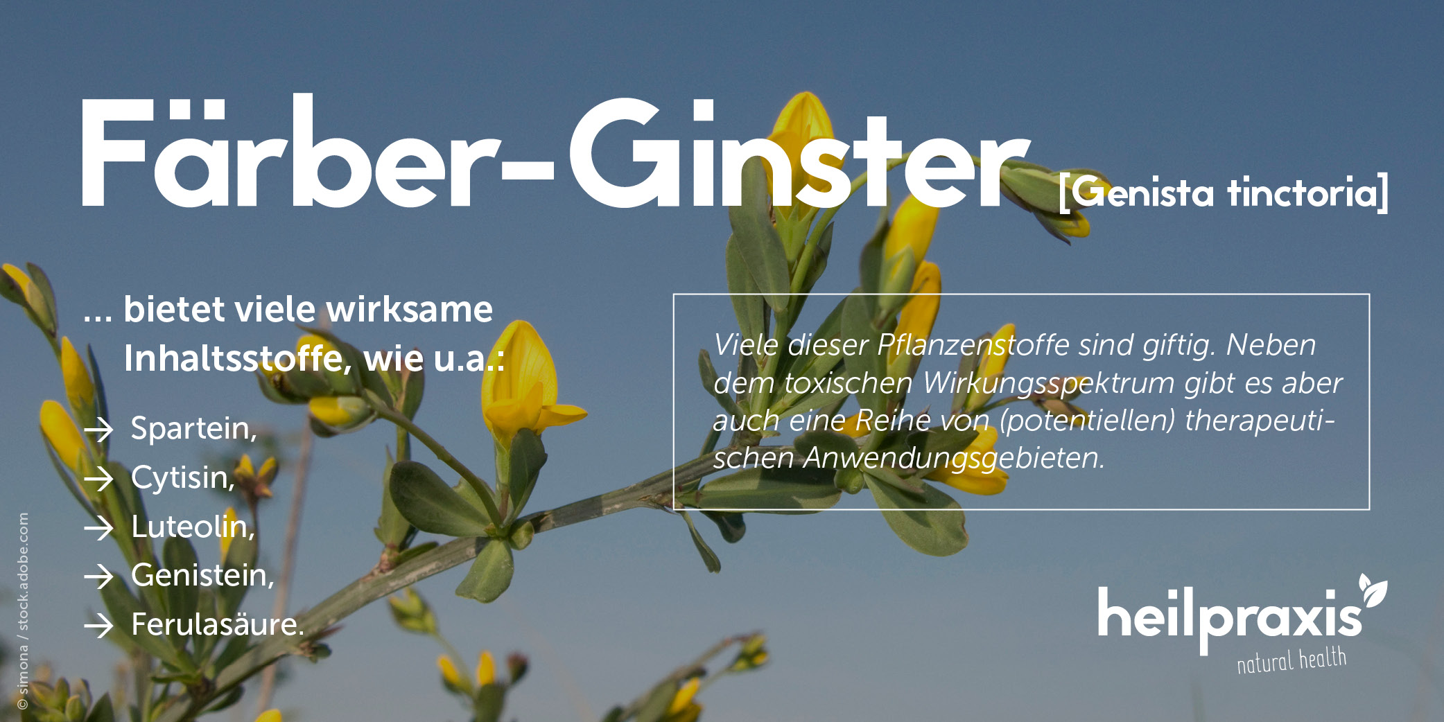 Zweig des Färber-Ginsters mit gelben Blüten vor blauem Hintergrund