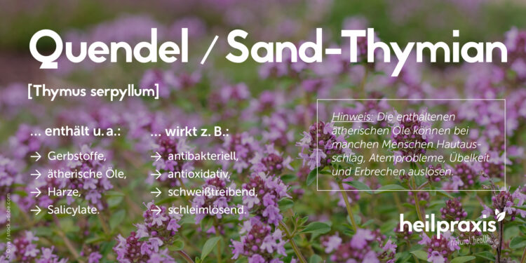 Übersicht wichtiger Inhaltsstoffe und Wirkungen von Quendel oder Sand-Thymian