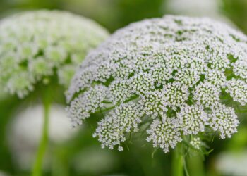 Weiße Blüten des Bischofskrauts