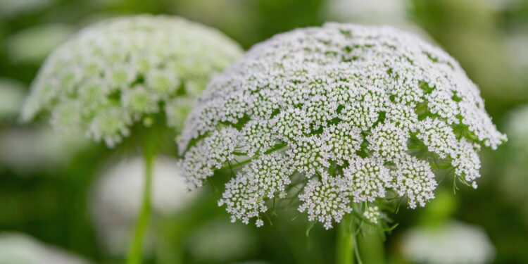 Weiße Blüten des Bischofskrauts