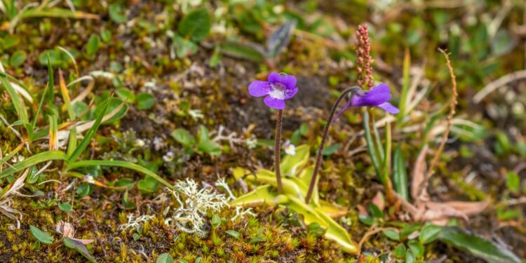 Violett blühendes Fettkraut zwischen Moosen auf Moorboden