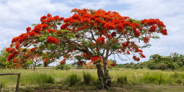 Flammenbaum mit voller roter Blütenpracht