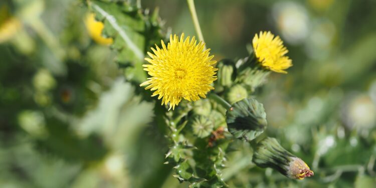 Leuchtend gelbe Blüten und grüne stachlige Blätter der Gänsedistel