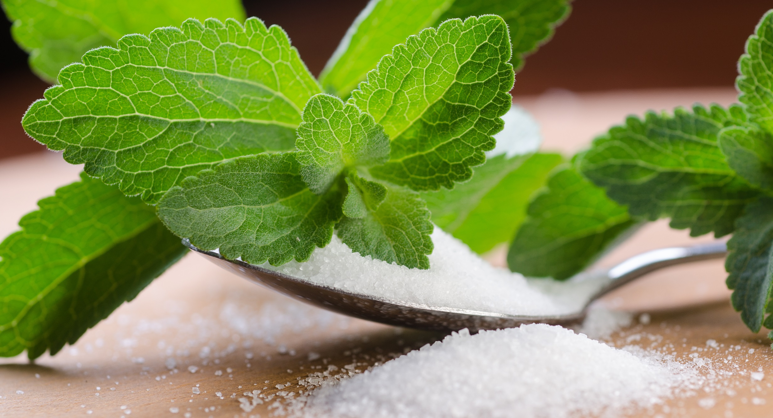Fermentiertes-Stevia-Extrakt-t-tet-Krebszellen