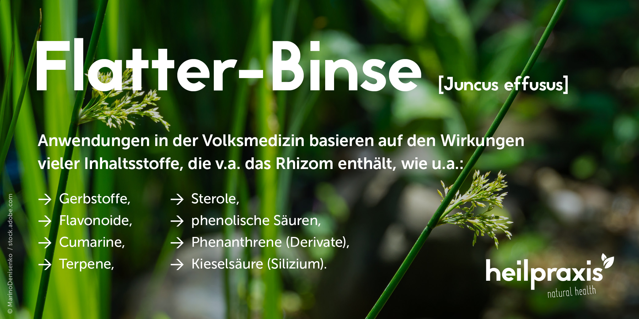 Übersicht der Inhaltsstoffe der Flatter-Binse