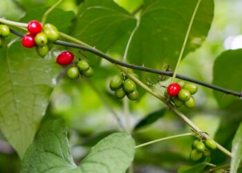 Zweig von Dioscorea communis mit grünen Blättern und grünen und roten Beeren