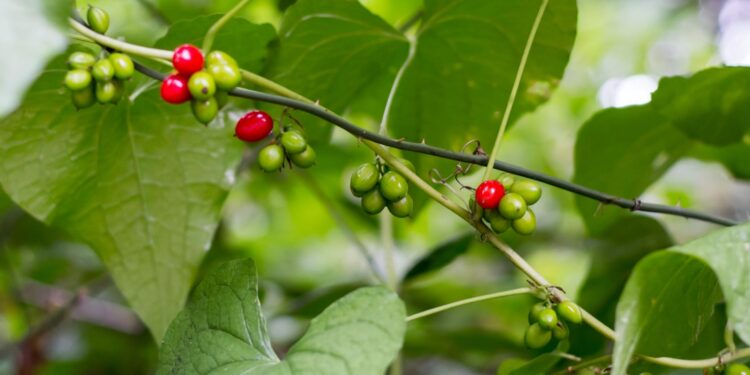 Zweig von Dioscorea communis mit grünen Blättern und grünen und roten Beeren