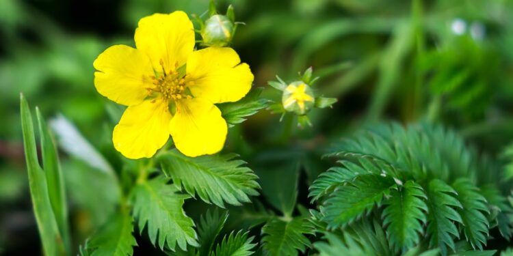 Abbildung der gelben Blüte und gefiederten Blätter des Gänsefingerkrauts